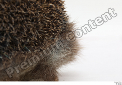  Hedgehog - Erinaceus europaeus # 3 